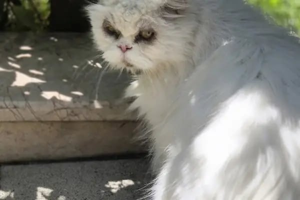 Bakırköy Veteriner Kliniği - Veteriner Hekim Ece Paylan Giray - Resim 7