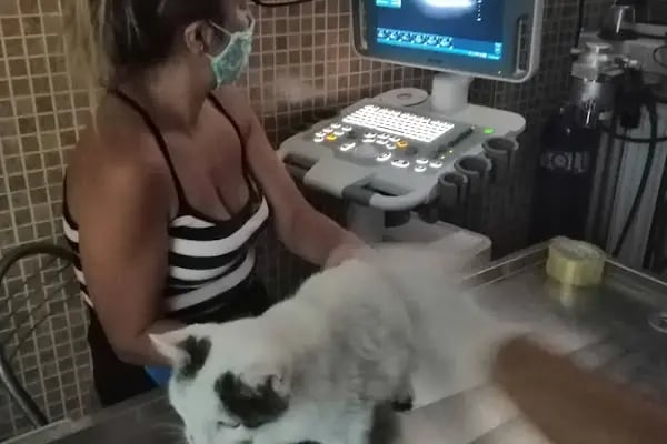 Bakırköy Veteriner Kliniği - Veteriner Hekim Ece Paylan Giray - Resim 12