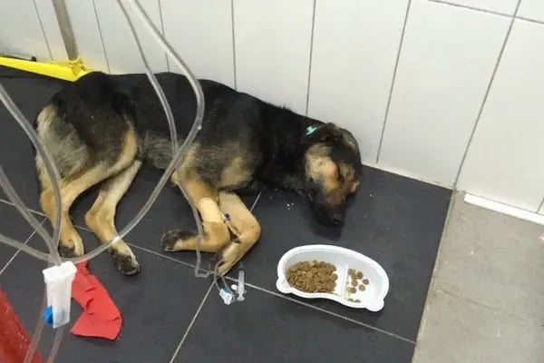 Nar Veteriner Kliniği - Resim 17