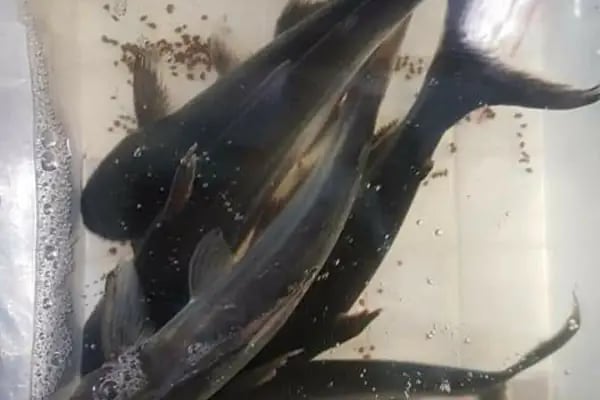 BALIKÇI SUAT PETSHOP AKVARYUM - Resim 17