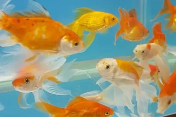 BALIKÇI SUAT PETSHOP AKVARYUM - Resim 9