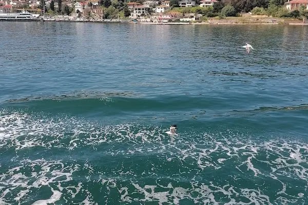 Heybeliada İskele - Resim 2