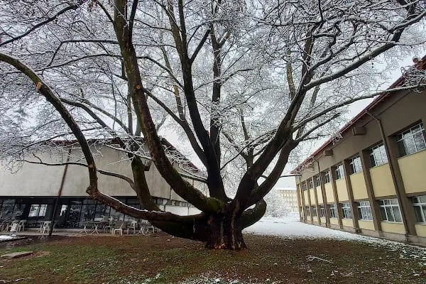 Ankara Üniversitesi Ziraat Fakültesi Bitki Koruma Bölümü - Resim 14