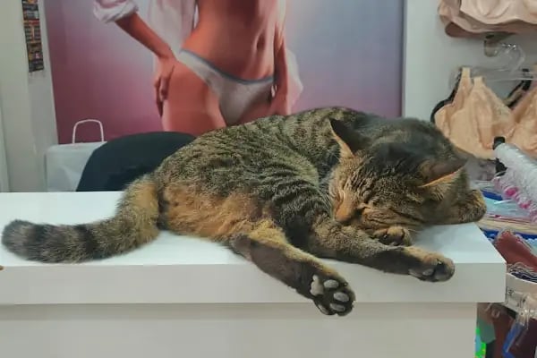 Milavitsa iç giyim, Милавица магазин, ALANYA - Resim 16