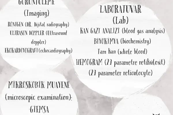 Vetcur Aliağa veteriner polikliniği - Resim 16