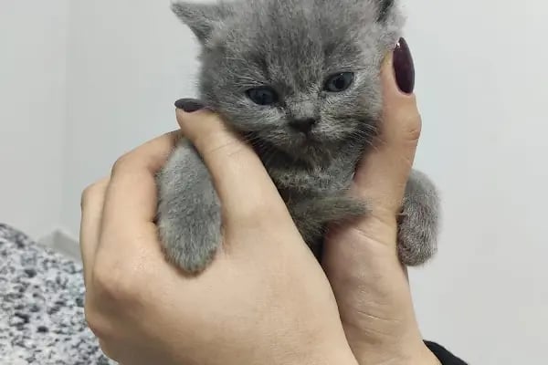 Vetcur Aliağa veteriner polikliniği - Resim 2