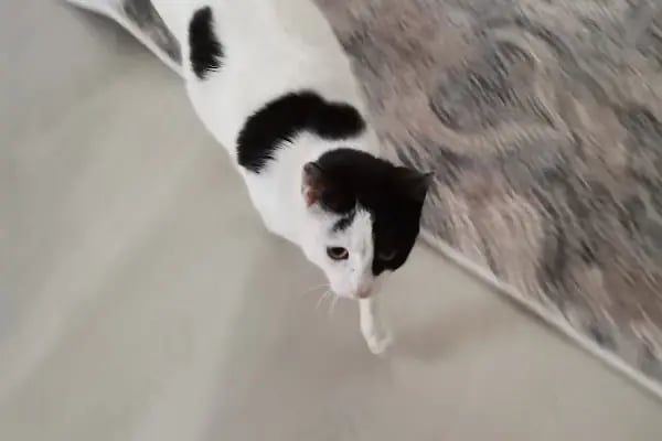 Vetcur Aliağa veteriner polikliniği - Resim 10