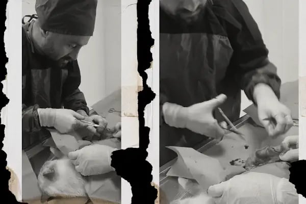 Vetcur Aliağa veteriner polikliniği - Resim 13