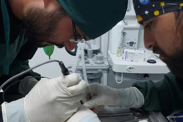 Vetcur Aliağa veteriner polikliniği - Resim 11