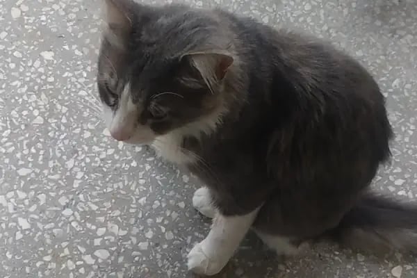 Vetcur Aliağa veteriner polikliniği - Resim 8