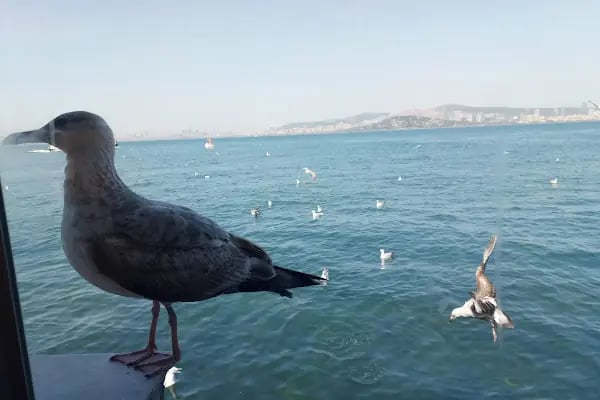 Ali Baba Balık Restaurant - Resim 9