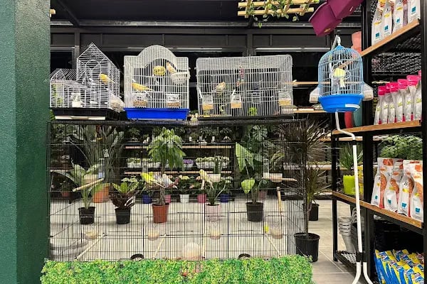Bambu Pets Botanik - Resim 8