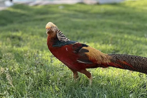 Aksaray Atlantia At Çiftliği - Resim 14