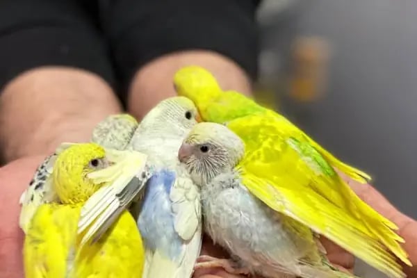 Trabzon yıldızlı petshop - Resim 7