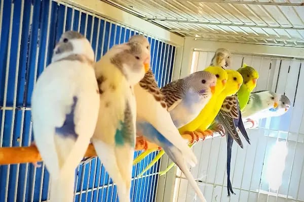 Trabzon yıldızlı petshop - Resim 8