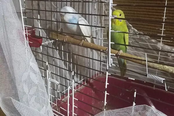 Ardiçlar Av Bayi Pet Shop - Resim 4