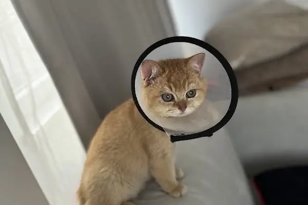 Ataşehir Yeditepe Veteriner Kliniği - 7/24 ACİL TRENDİST ATAŞEHİR - Resim 8