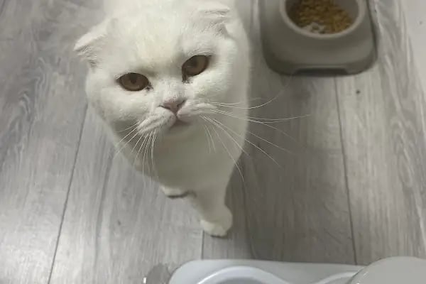 Ataşehir Yeditepe Veteriner Kliniği - 7/24 ACİL TRENDİST ATAŞEHİR - Resim 16