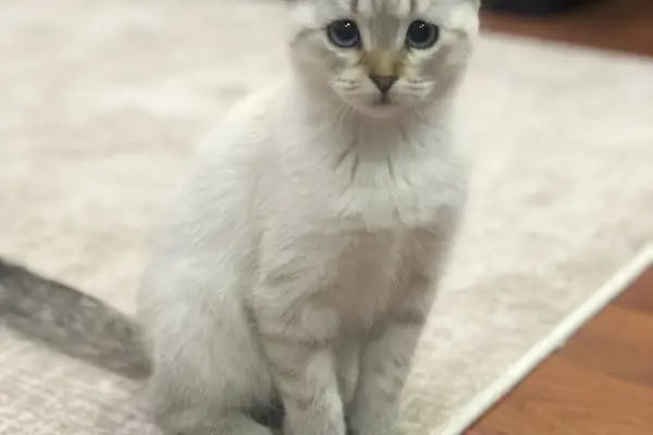 Pet Point Veteriner Kliniği - Resim 5