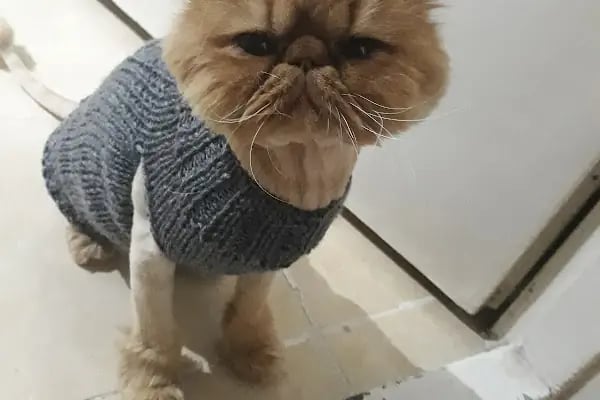 Pet Point Veteriner Kliniği - Resim 13