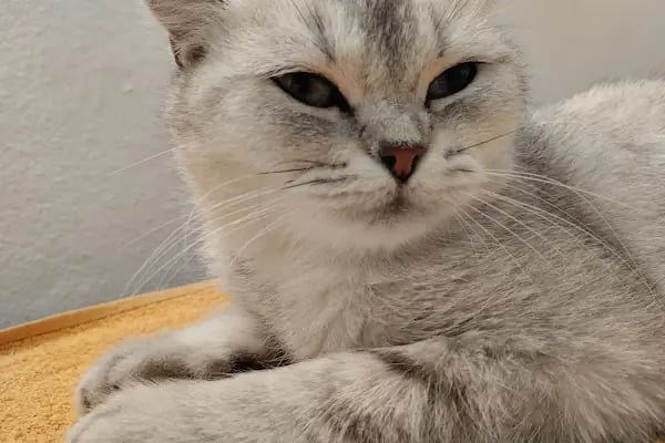 Pet Point Veteriner Kliniği - Resim 8