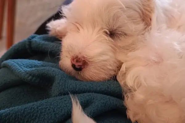 Pet Point Veteriner Kliniği - Resim 18
