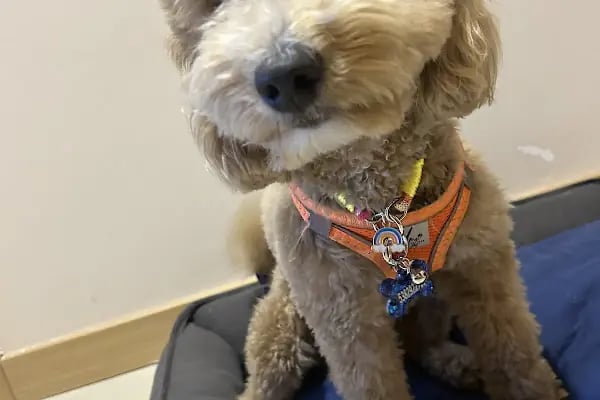 Pet Point Veteriner Kliniği - Resim 15