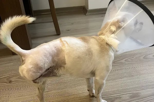 Pet Point Veteriner Kliniği - Resim 6