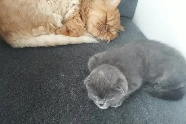 Pet Point Veteriner Kliniği - Resim 3