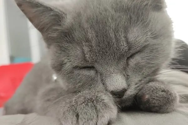 Pet Point Veteriner Kliniği - Resim 4