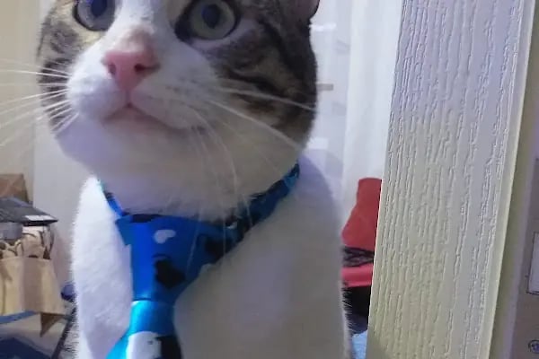 Pet Point Veteriner Kliniği - Resim 20
