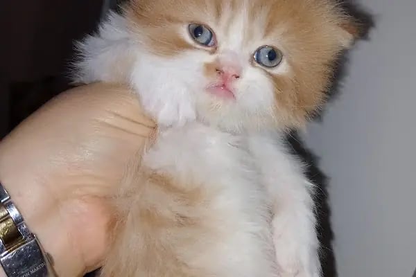 Pet Point Veteriner Kliniği - Resim 9