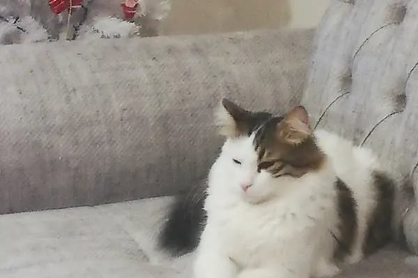 Pet Point Veteriner Kliniği - Resim 14