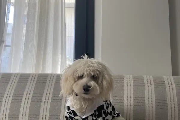 Pet Point Veteriner Kliniği - Resim 11