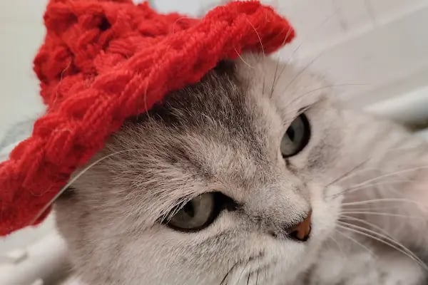 Pet Point Veteriner Kliniği - Resim 7