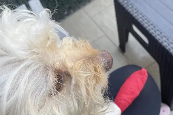 Pet Point Veteriner Kliniği - Resim 16