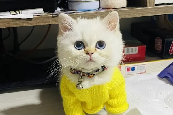Pet Point Veteriner Kliniği - Resim 2