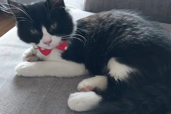 Pet Point Veteriner Kliniği - Resim 12