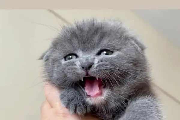 Pet Point Veteriner Kliniği - Resim 10