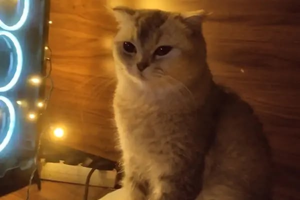 Pet Point Veteriner Kliniği - Resim 19
