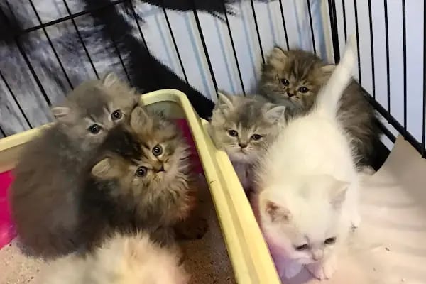 Fenomen Pet Shop - Pet Çiftlik - Kedi Köpek Satış Merkezi - Resim 3