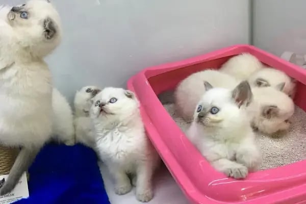 Fenomen Pet Shop - Pet Çiftlik - Kedi Köpek Satış Merkezi - Resim 18