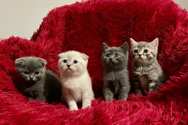 Fenomen Pet Shop - Pet Çiftlik - Kedi Köpek Satış Merkezi - Resim 13