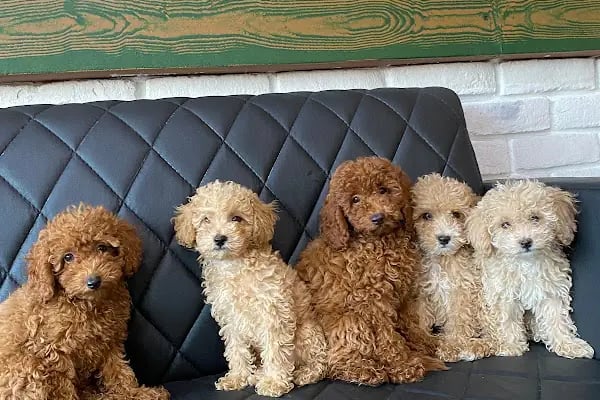 Fenomen Pet Shop - Pet Çiftlik - Kedi Köpek Satış Merkezi - Resim 19