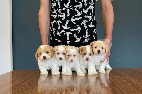 Fenomen Pet Shop - Pet Çiftlik - Kedi Köpek Satış Merkezi - Resim 15