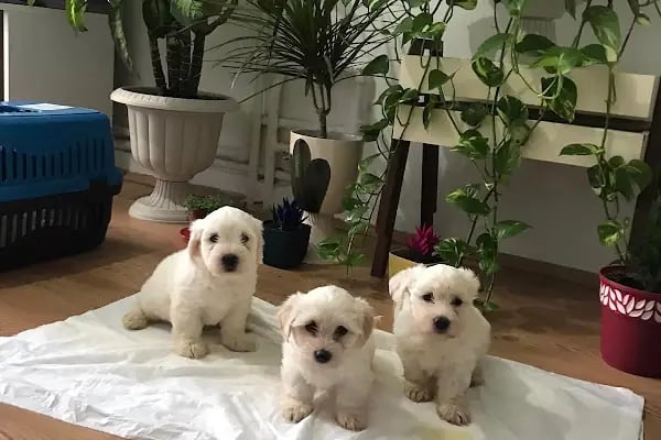 Fenomen Pet Shop - Pet Çiftlik - Kedi Köpek Satış Merkezi - Resim 16