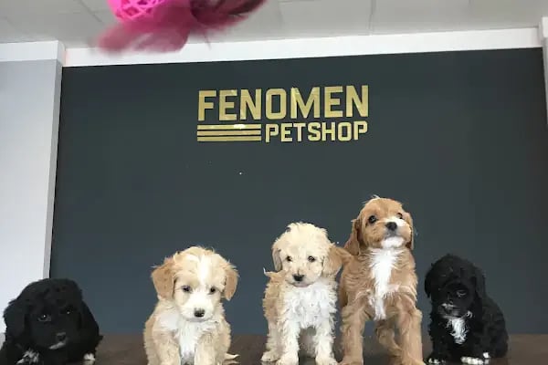 Fenomen Pet Shop - Pet Çiftlik - Kedi Köpek Satış Merkezi - Resim 9