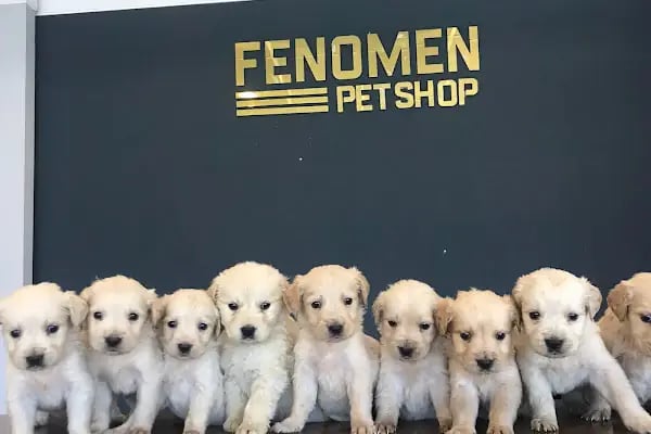 Fenomen Pet Shop - Pet Çiftlik - Kedi Köpek Satış Merkezi - Resim 6