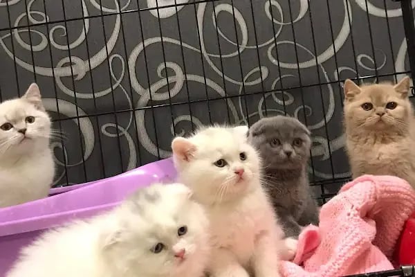 Fenomen Pet Shop - Pet Çiftlik - Kedi Köpek Satış Merkezi - Resim 7