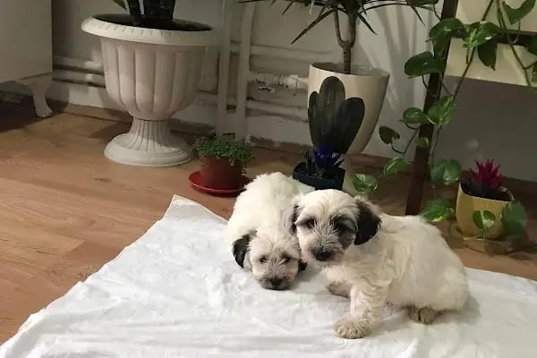 Fenomen Pet Shop - Pet Çiftlik - Kedi Köpek Satış Merkezi - Resim 12
